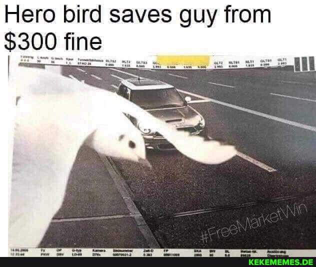 Hero bird saves guy from
$300 fine