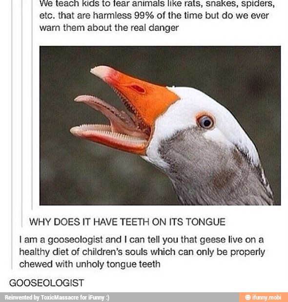 We teacn Kids to tear animais like rats, snakes, spiders,
etc. that are harmless 99% of the time but do we ever
warn them about the real danger
WHY DOES IT HAVE TEETH ON ITS TONGUE
Iam a gooseologist and I can tell you that geese live ona
healthy diet of children's souls which can only be properly
chewed with unholy tongue teeth
GOOSEOLOGIST
