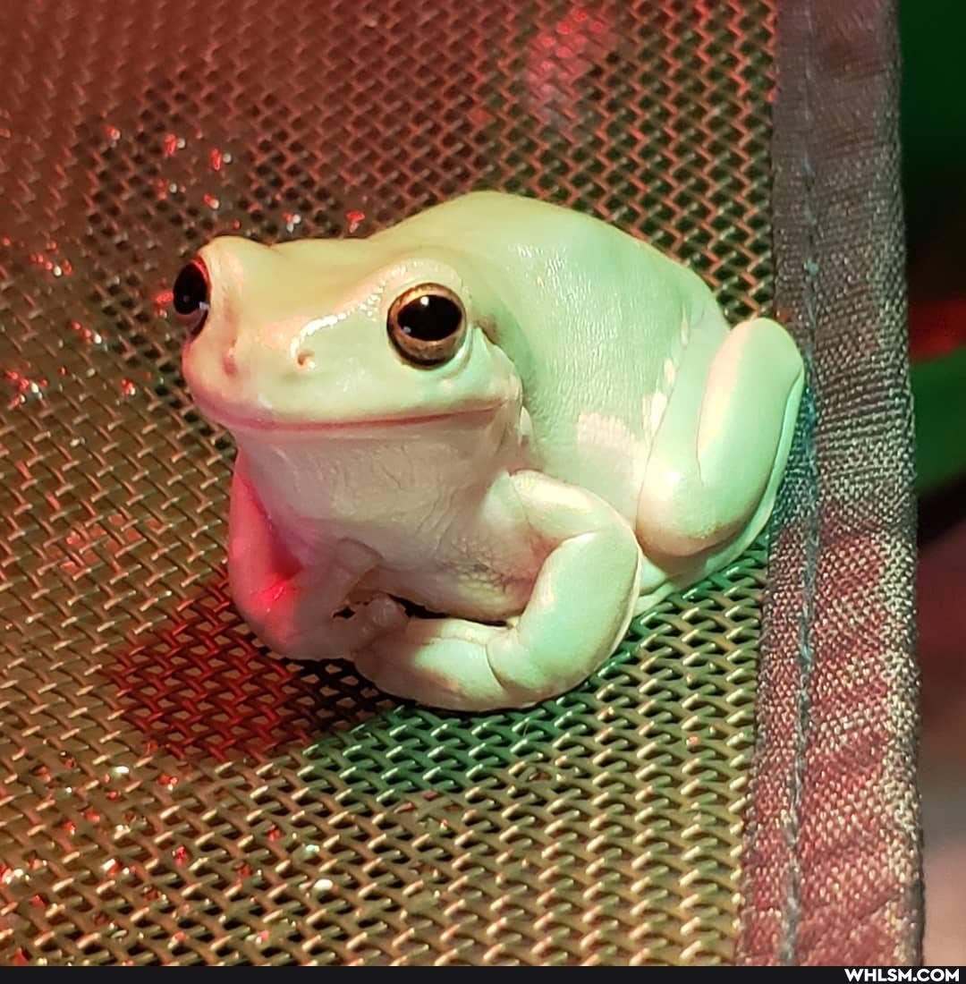 frog, cute_animal, kermit, kermit_the_frog