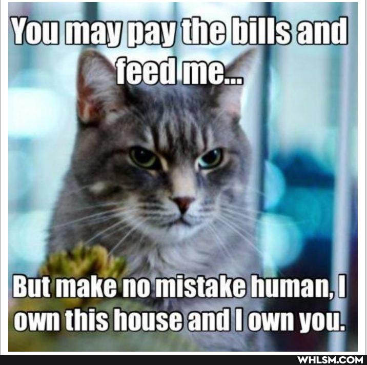 You may pay the'hills and
But make no mistake human. I own this house and own you.