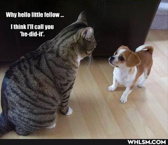 Why hello little fellow
thing I'l call you
'te-
