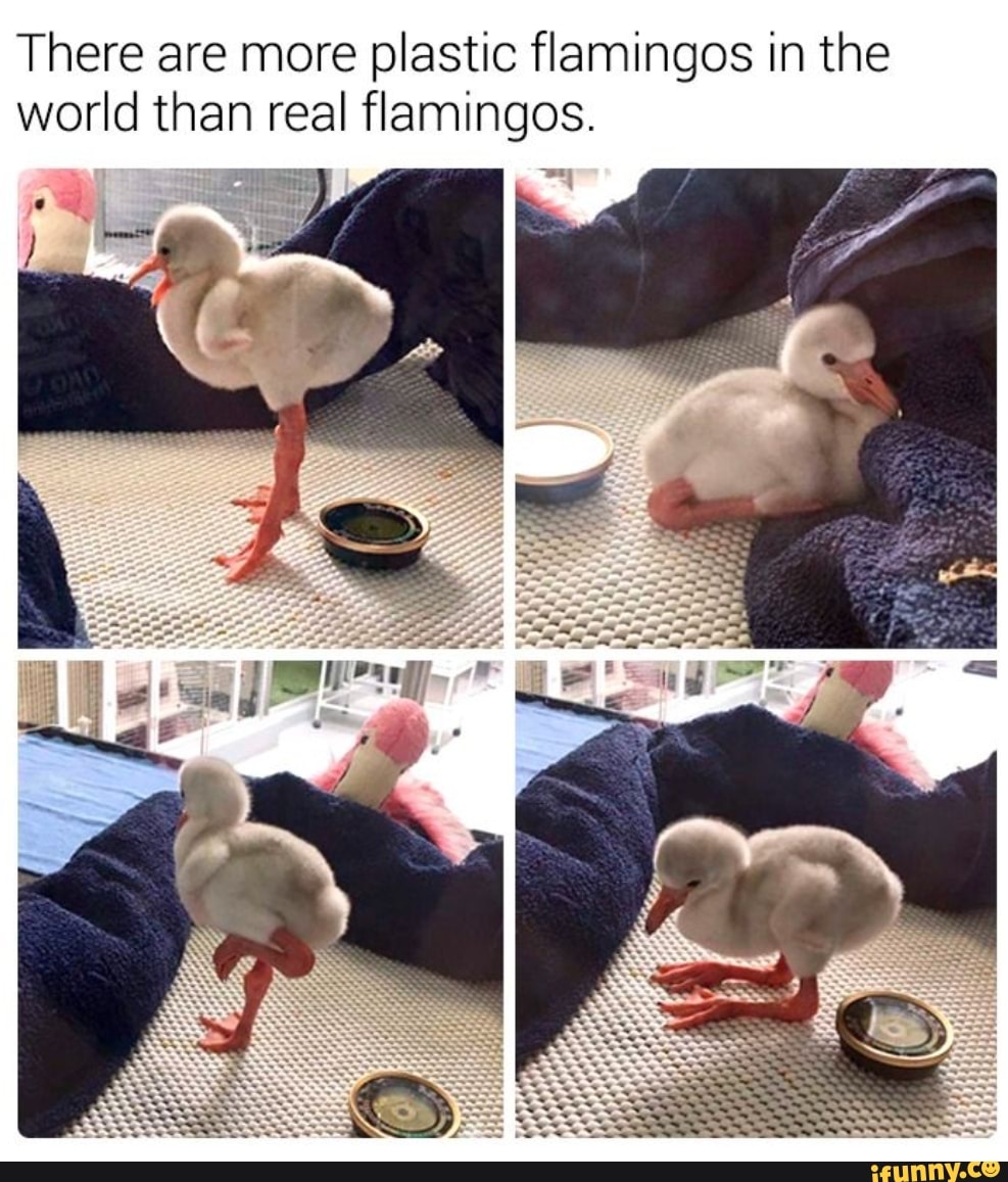 There are more plastic flamingos in the
world than real flamingos.