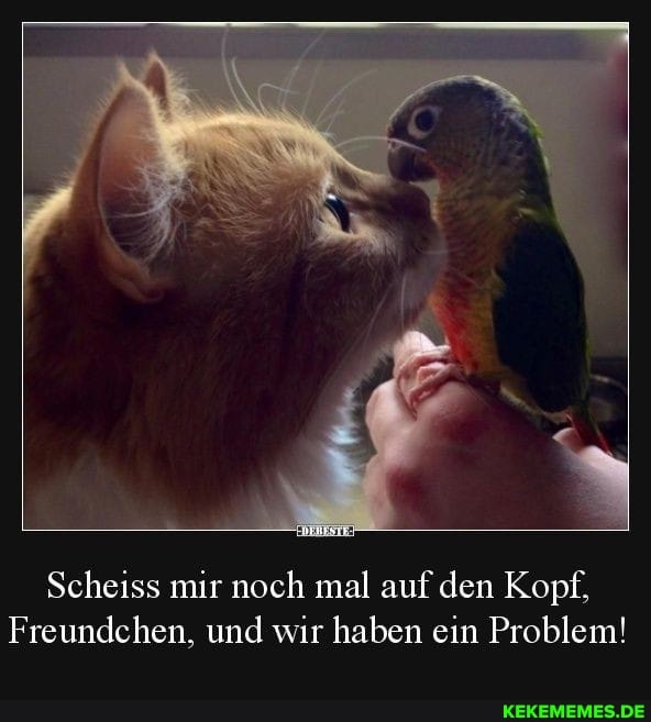 Scheiss mir noch mal auf den Kopf,
Freundchen, und wir haben ein Problem!