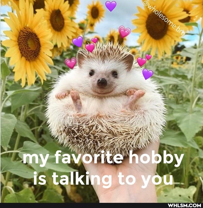 my favorite hobby is talking to you