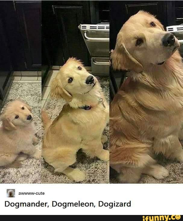 Ege avwww-cute
Dogmander, Dogmeleon, Dogizard