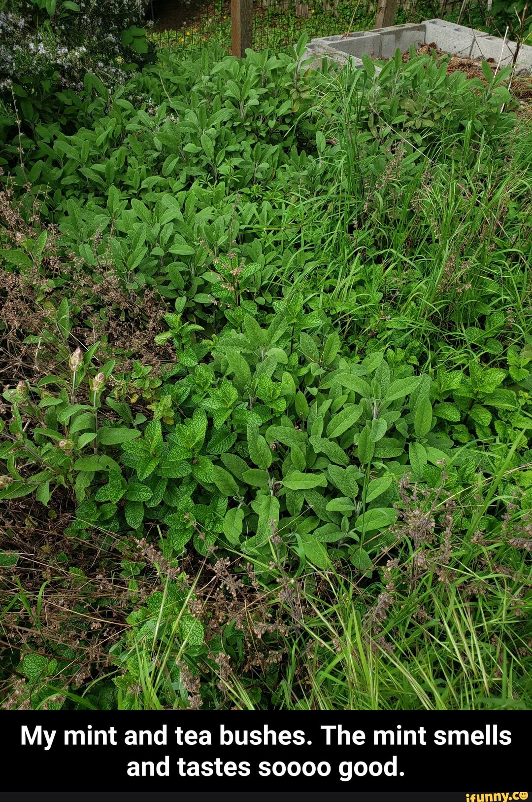 and tastes soooo good. - My mint and tea bushes. The mint smells and tastes soooo good.
