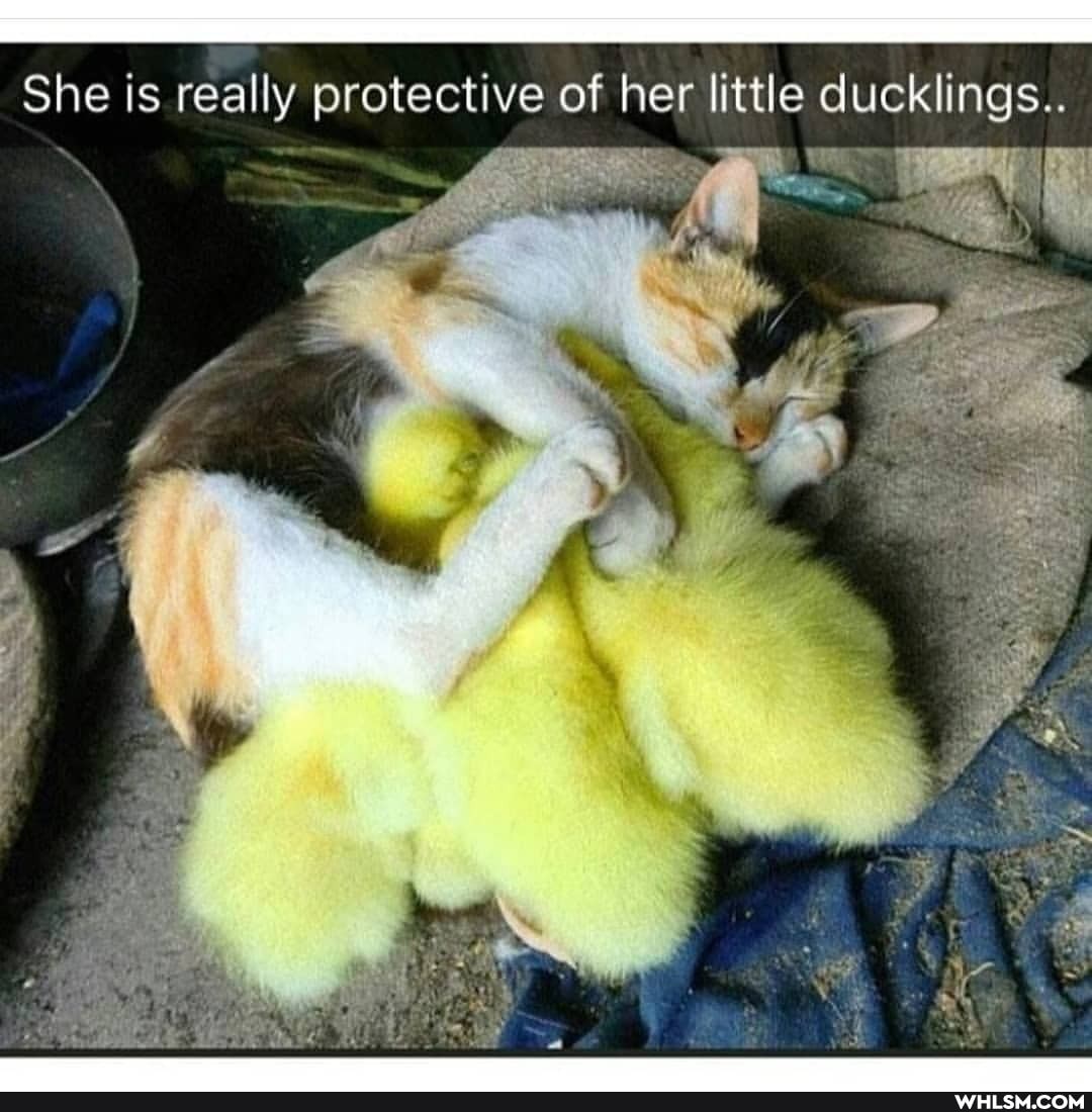 She is really protective of her little ducklings..
me