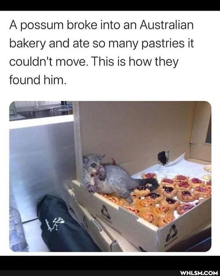 A possum broke into an Australian bakery and ate so many pastries it couldn't move. This is how they found him.