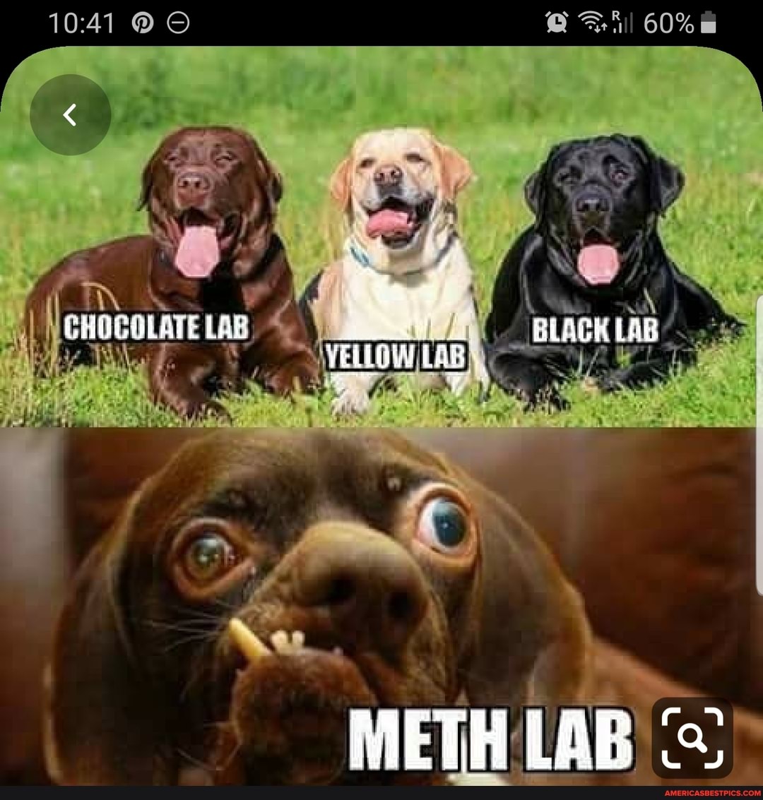 CHOCOLATE LAE BLACH LAB vel LOW
METH LAB