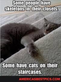Some veonle nave shelelans mtiher lasets,
Some Inwe cats on Ueir