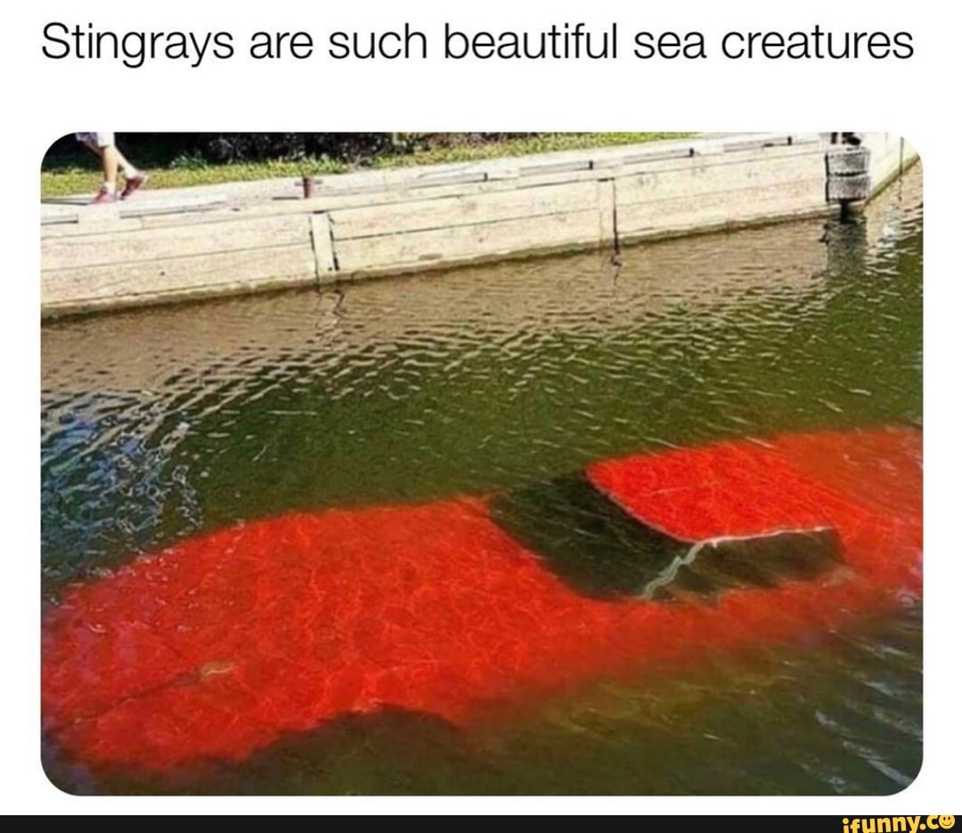 Stingrays are such beautiful sea creatures