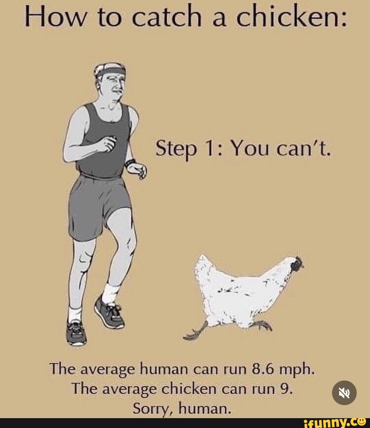How to catch a chicken Step 1 You can't. The average human can run 8.6 mph. The average