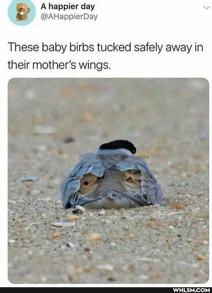 happier day
These baby birbs tucked safely away in their mother's wings.