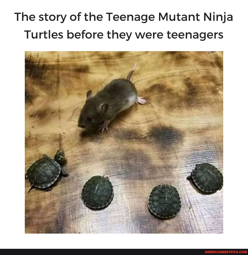 The story of the Teenage Mutant Ninja
Turtles before they were teenagers
