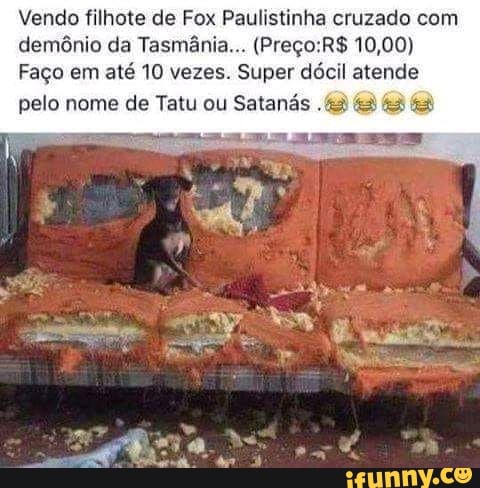 Vendo filhote de Fox Paulistinha cruzado com demônio da Tasmânia... 10,00)
Faço em até 10 vezes. Super dócil atende pelo nome de Tatu ou Satanás .&3 &3
