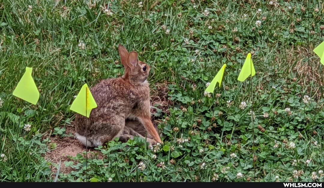 aww, rabbit, bunny, storytime, baby_animals