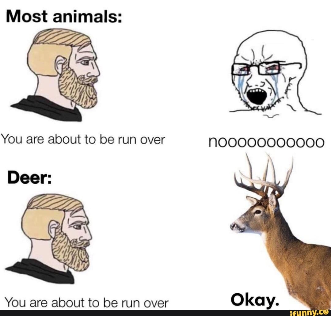 Most animals:
You are about to be run over