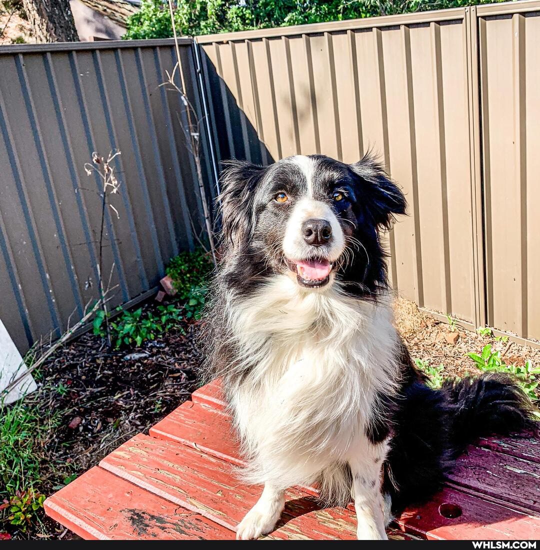 dog, photography, border_collie, petshow2020