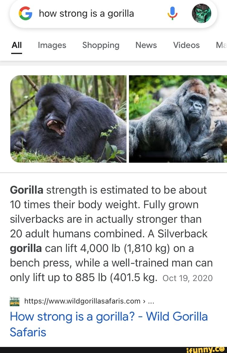 silverback gorilla lifting weights