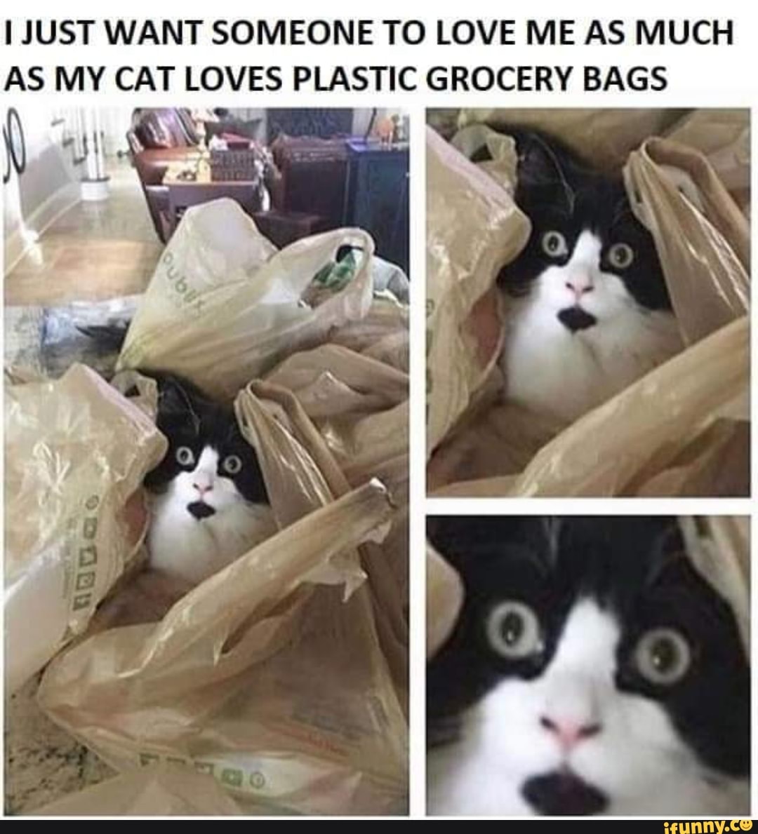 JUST WANT SOMEONE TO LOVE ME AS MUCH AS MY CAT LOVES PLASTIC GROCERY BAGS