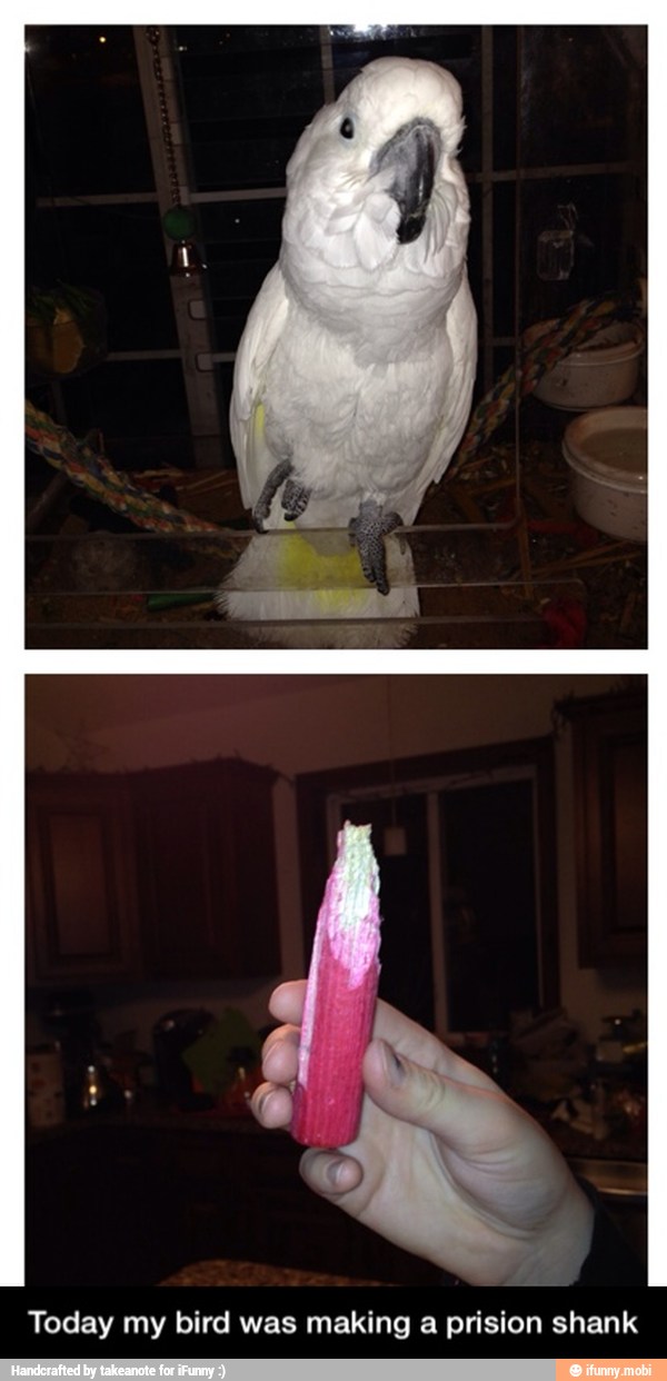 Today my bird was making a prision shank - Today my bird was making a prision shank