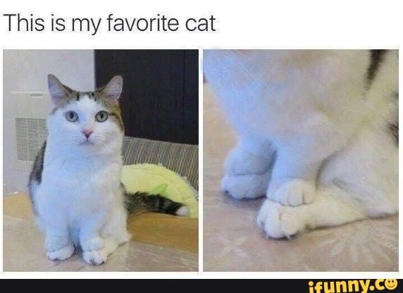 This is my favorite cat