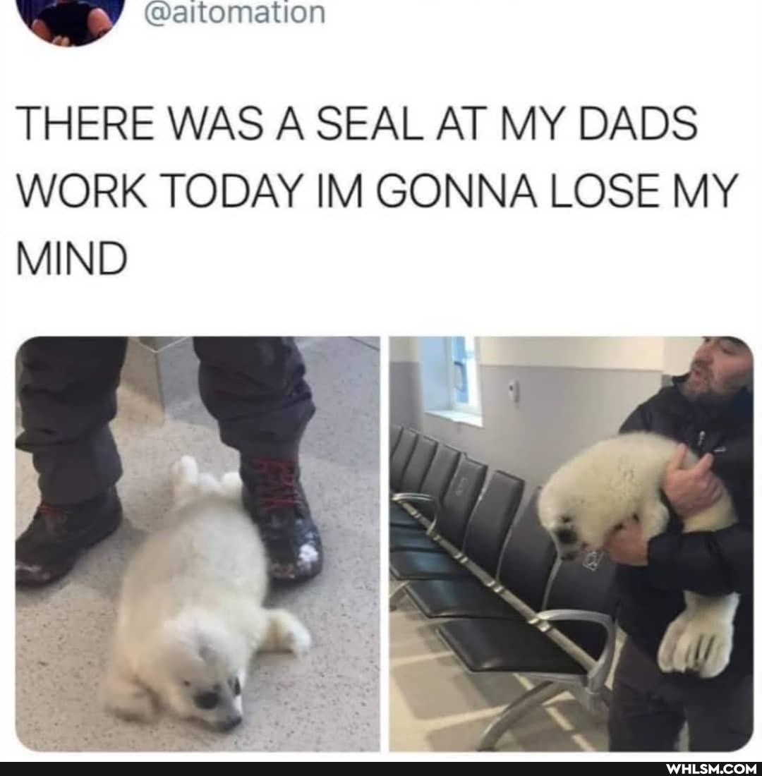 THERE WAS A SEAL AT MY DADS WORK TODAY IM GONNA LOSE MY MIND
