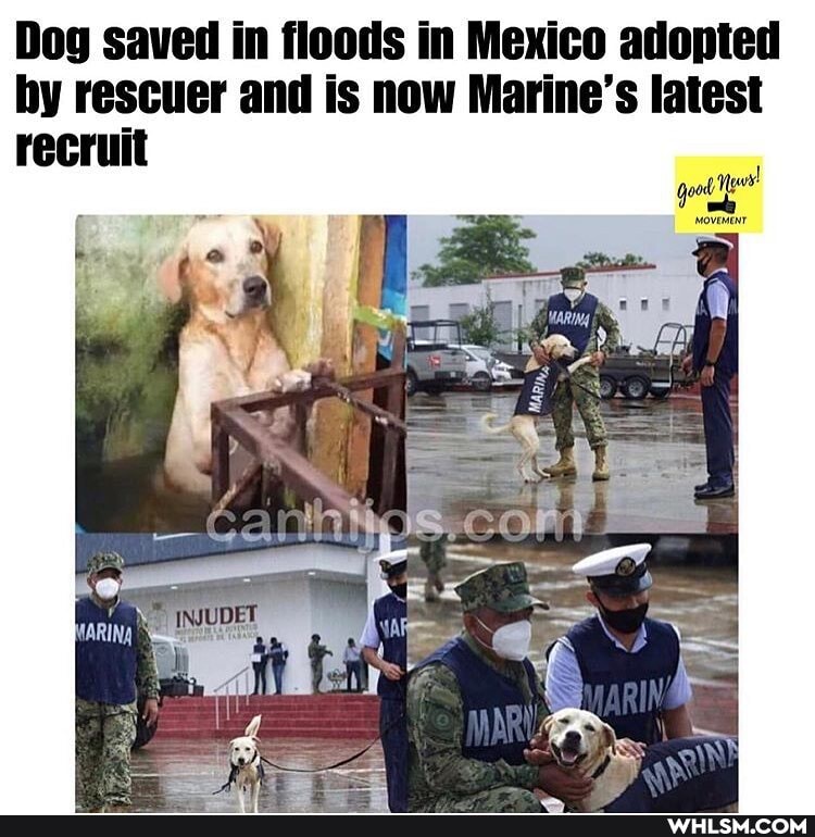 Dog saved in floods in Mexico adopted by rescuer and is now Marine's latest recruit