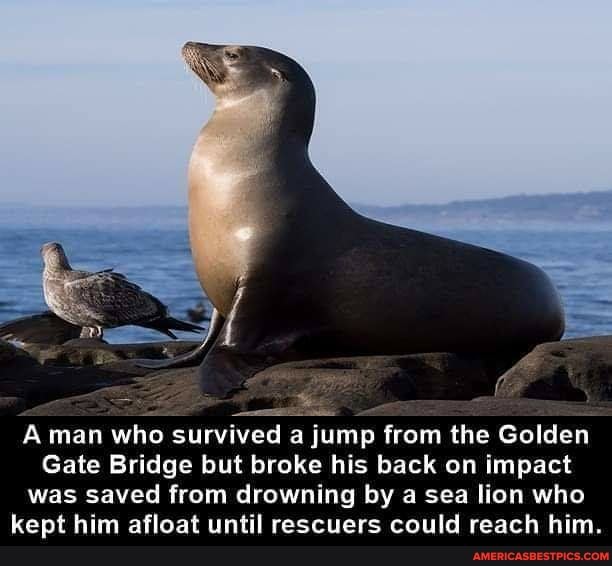 A man who survived a jump from the Golden
Gate Bridge but broke his back on impact was saved from drowning by a sea lion who kept him afloat until rescuers could reach him.