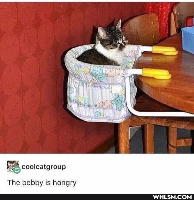 coolcatgroup
The bebby is hi ry