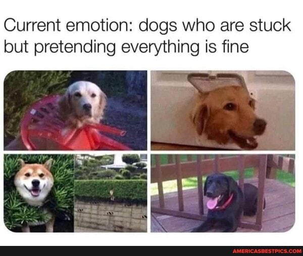 Current emotion: dogs who are stuck but pretending everything is fine