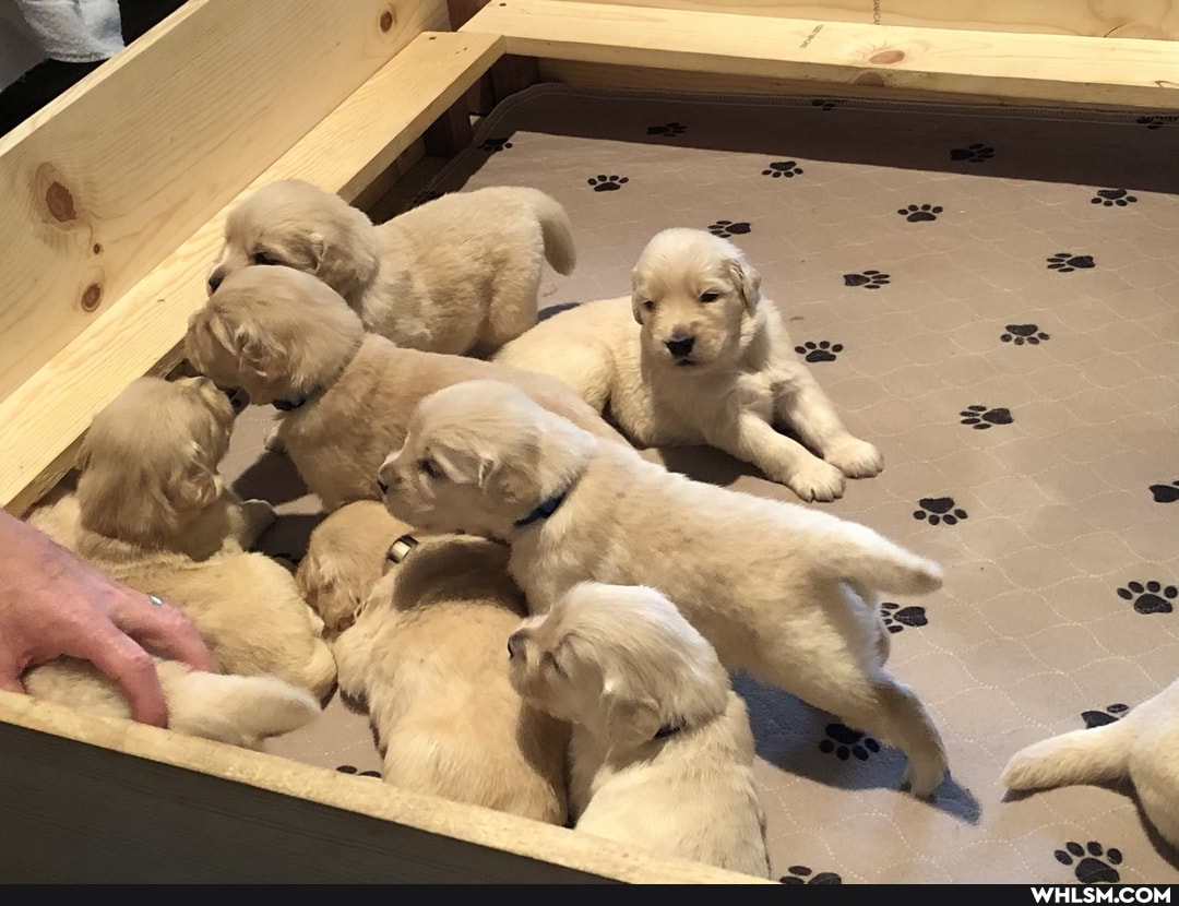 cute_animal, puppies, golden_retriever, aww, baby_animals