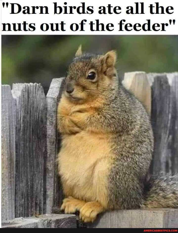 "Darn birds ate all the nuts out of the feeder"