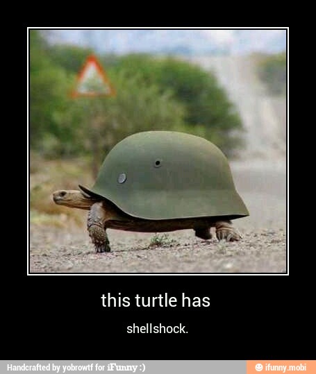 this turtle has - this turtle has
shellshock.