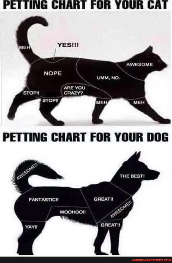 PETTING CHART FOR YOUR CAT NOPE PETTING CHART FOR YOUR DOG GREAT