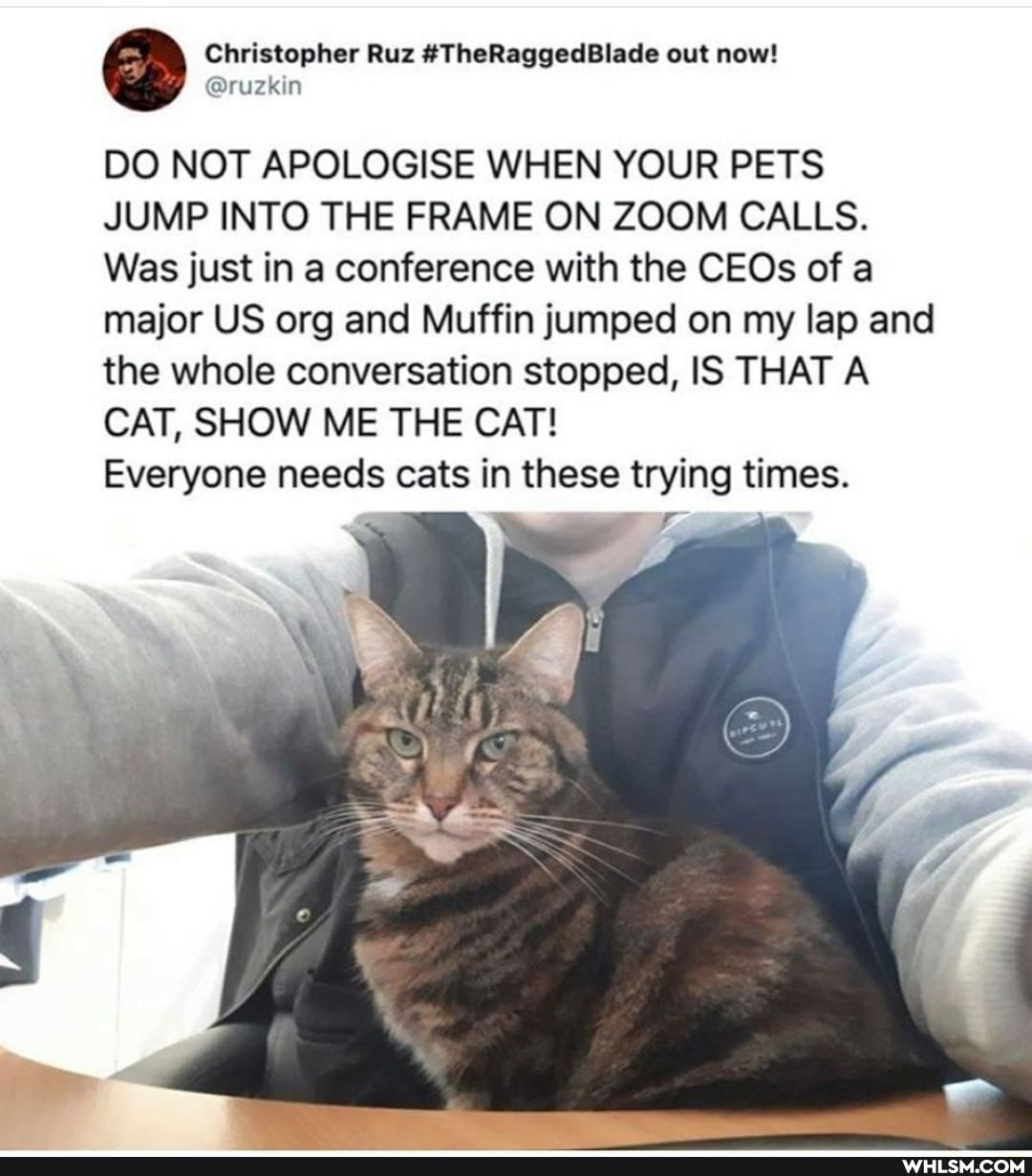 Christopher Ruz #TheRaggedBlade out now!
DO NOT APOLOGISE WHEN YOUR PETS JUMP INTO THE FRAME ON ZOOM CALLS.
Was just in a conference with the CEOs of a major US org and Muffin jumped on my lap and the whole conversation stopped, IS THAT A CAT, SHOW ME THE CAT!
Everyone needs cats in these trying times.