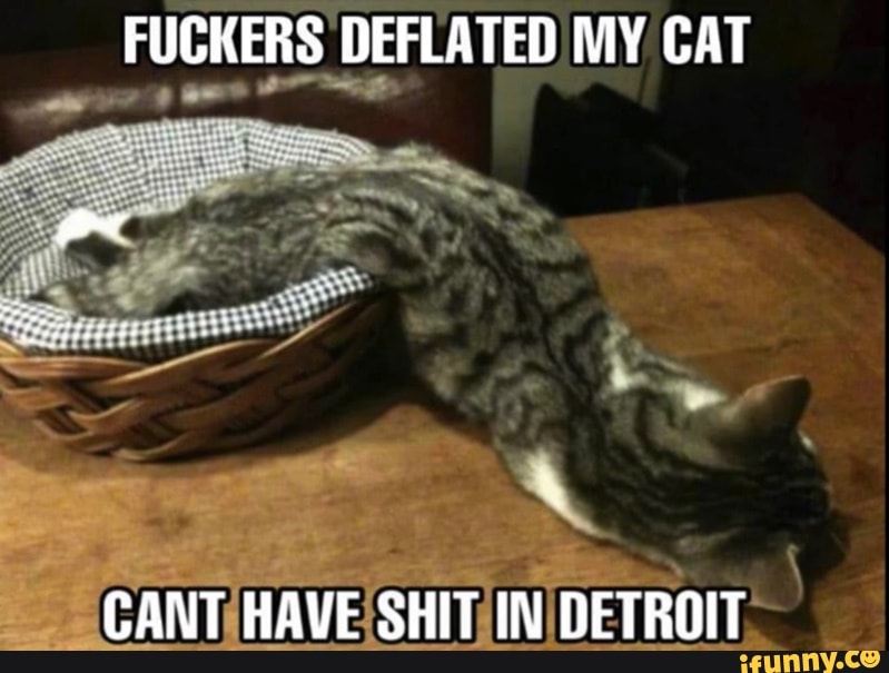 FUCKERS DEFLATED MY CAT
CANT HAVE SHIT IN DETROIT