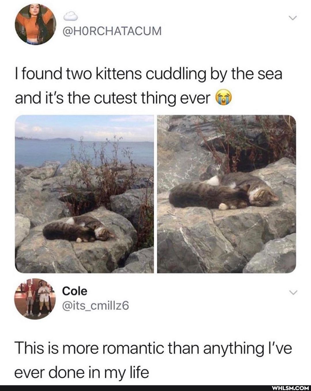@HORCHATACUM
I found two kittens cuddling by the sea and it's the cutest thing ever @
Cole y @its_cmillz6
This is more romantic than anything I've ever done in my life