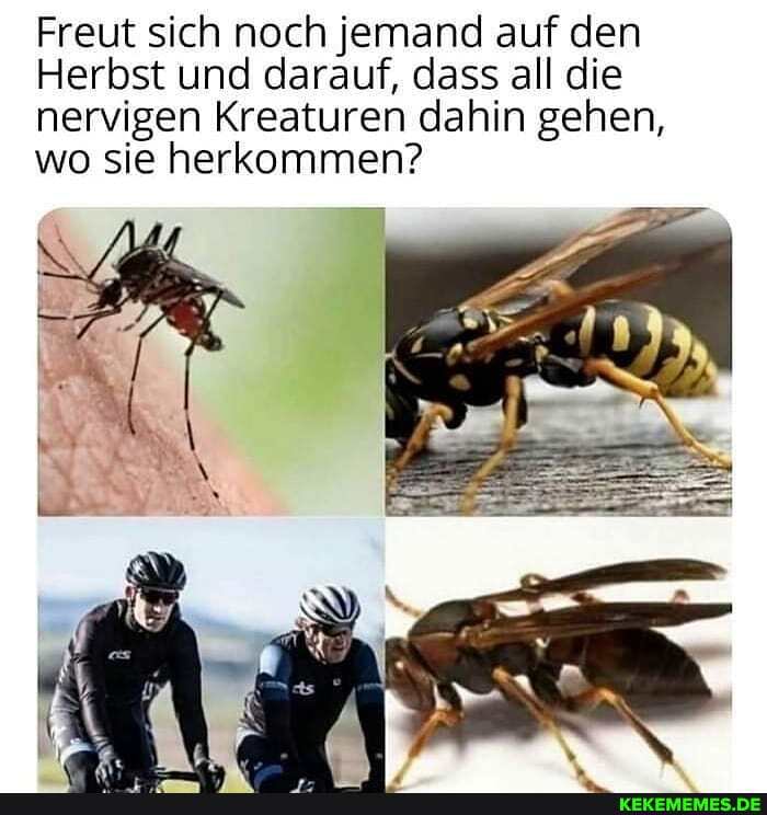 Freut sich noch jemand auf den
Herbst und darauf, dass all die nervigen Kreaturen dahin gehen, wo sie herkommen?