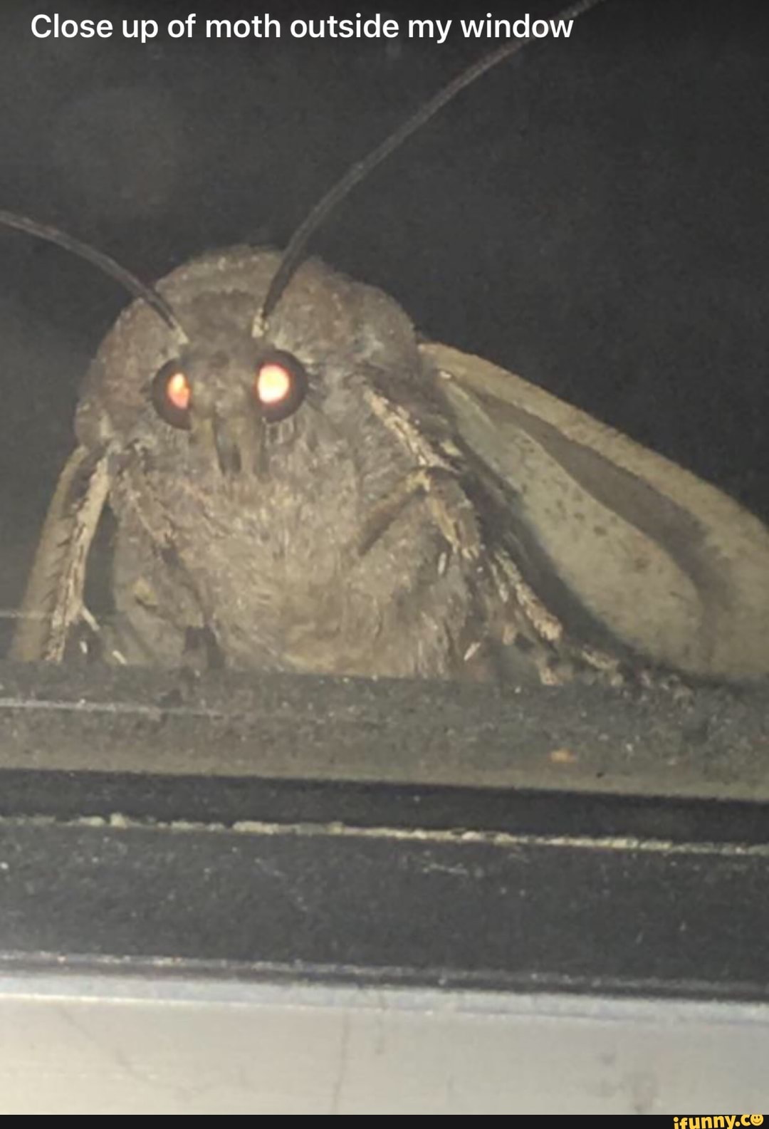 Close up of moth outside my window