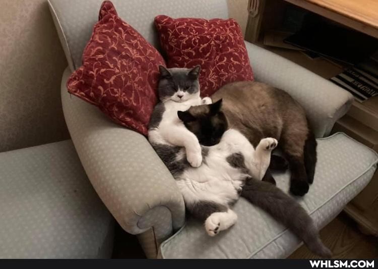 cats, cat, beautiful