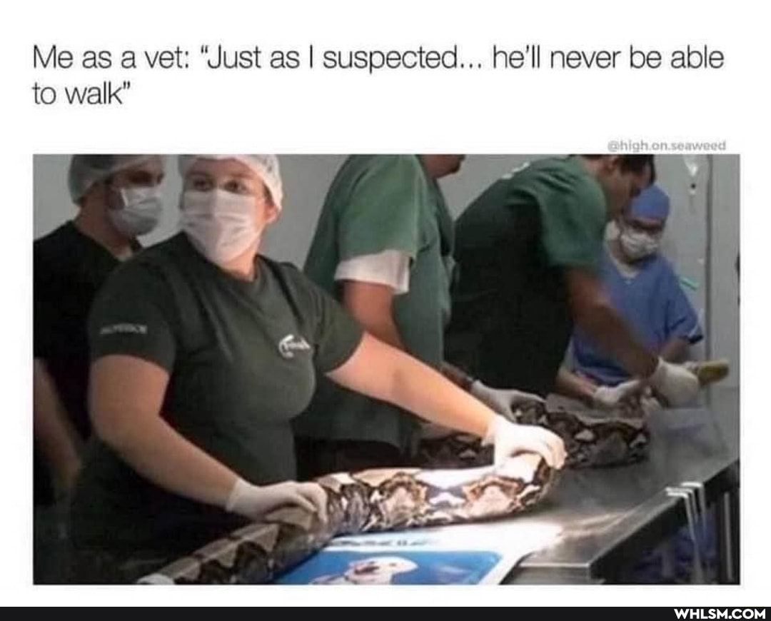Me as a vet: "Just as I suspected... he'll never be able to walk"