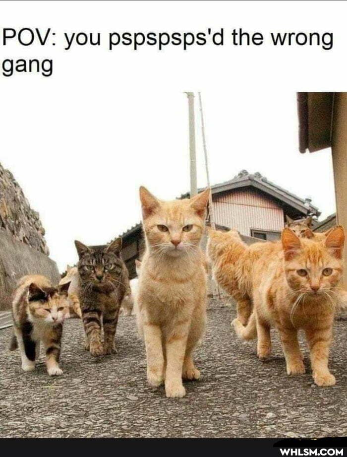 POV: you pspspsps'd the wrong gang