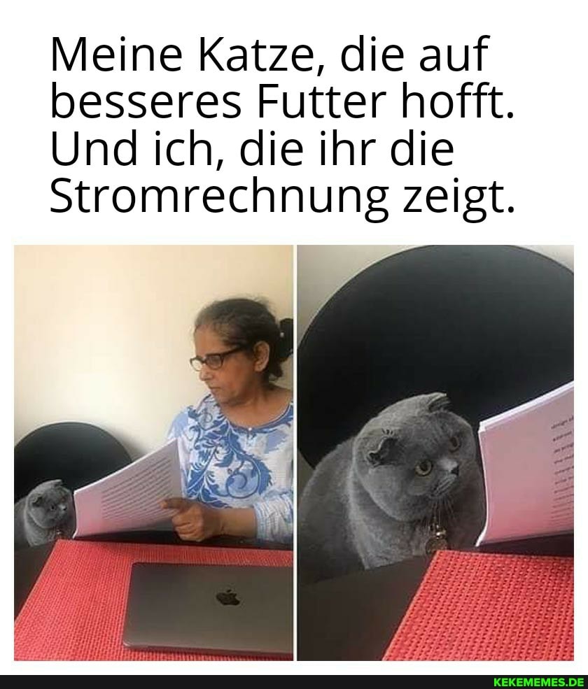 Meine Katze, die auf besseres Futter hofft.
Und ich, die ihr die
Stromrechnung zeigt.