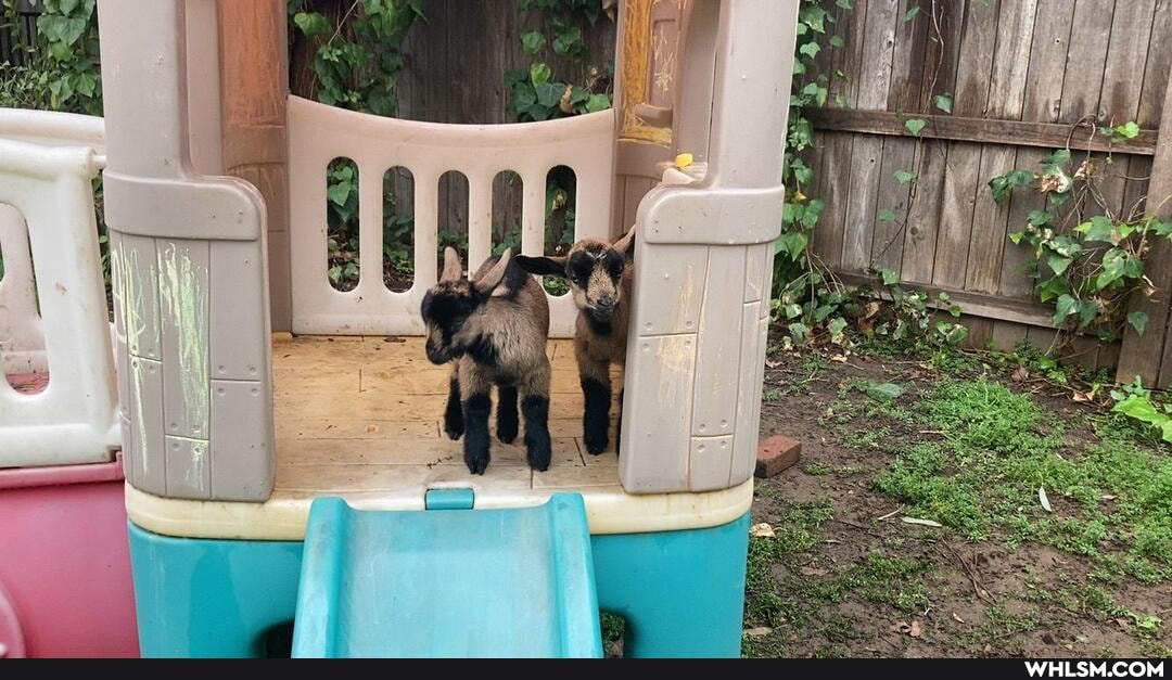 funny, goats