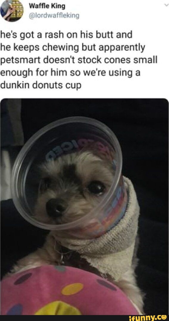 Waffle King he's got a rash on his butt and he keeps chewing but