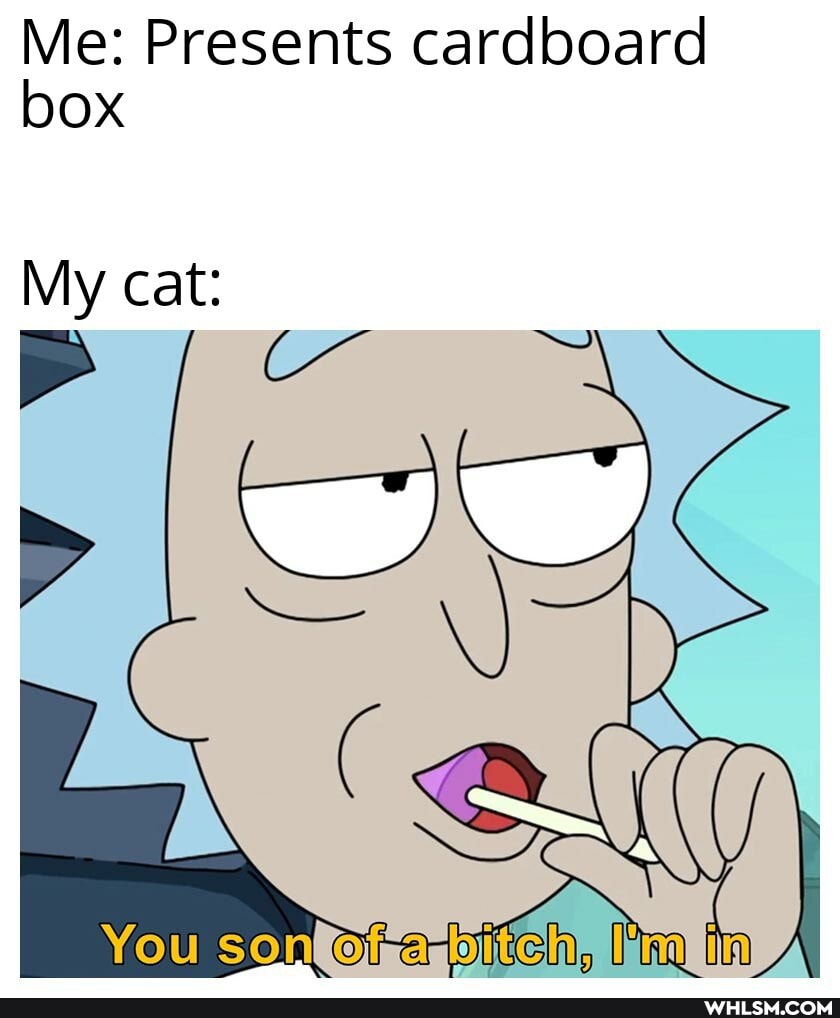 Me: Presents cardboard box
My cat:
You