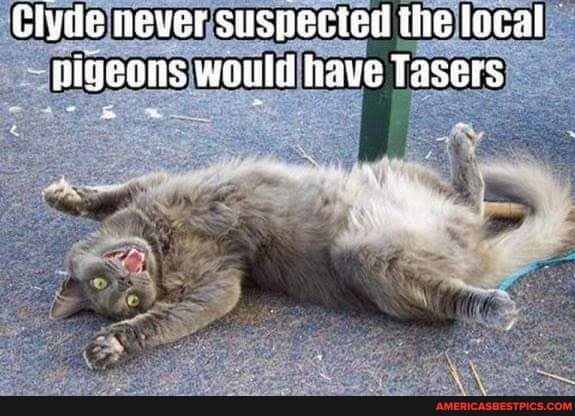 Ciyiie never suspecied ihe local pigeons would have Tasers