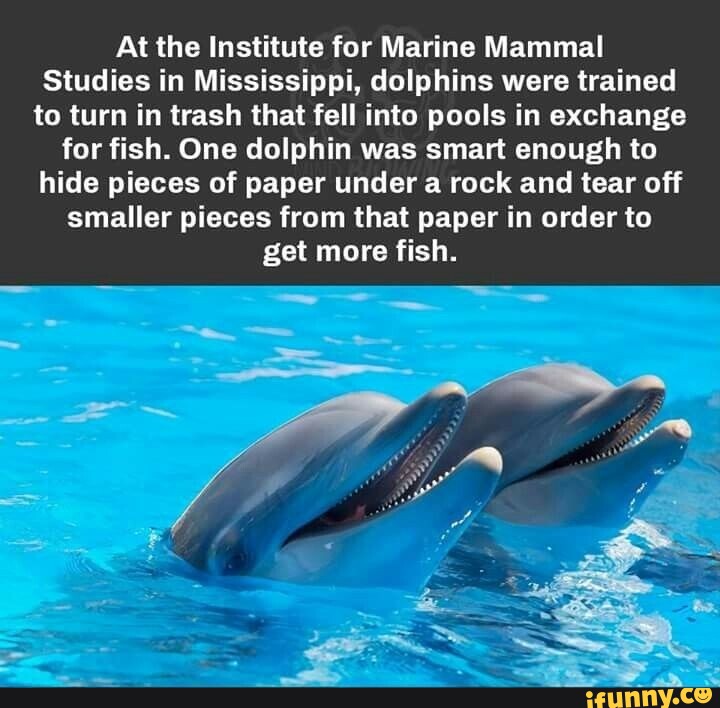 TIL at a Marine Mammal Studies Institute, dolphins were trained to turn in  trash that fell into the pools in exchange for fish. One dolphin was smart  enough to hide pieces of