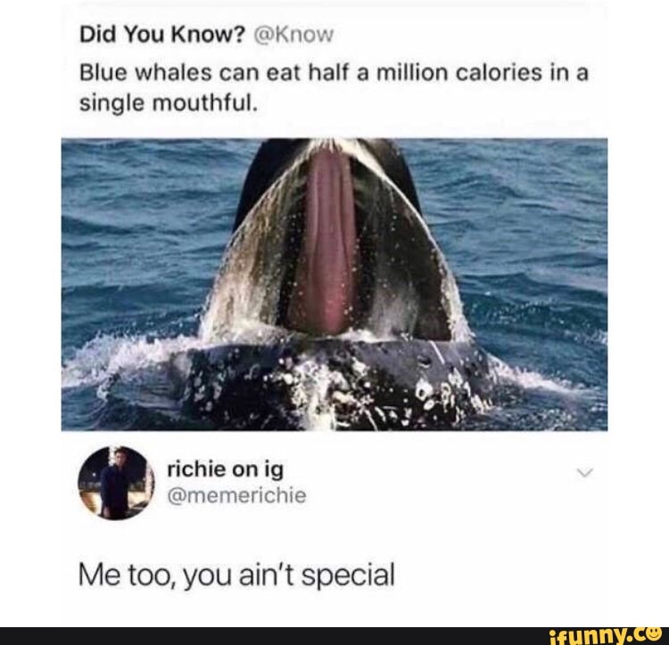 Did You Know? @Know
Blue whales can eat half a million calories in a single mouthful.
Me too, you ain't special